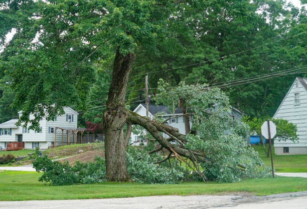 Residential Tree Removal in Bryn Mawr Skyway, WA